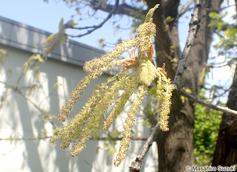 カシワの花