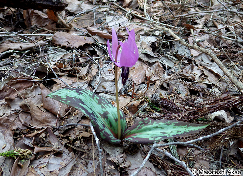 カタクリ Erythronium japonicum
