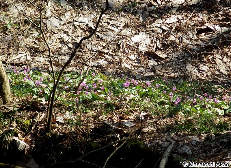 カタクリ Erythronium japonicum