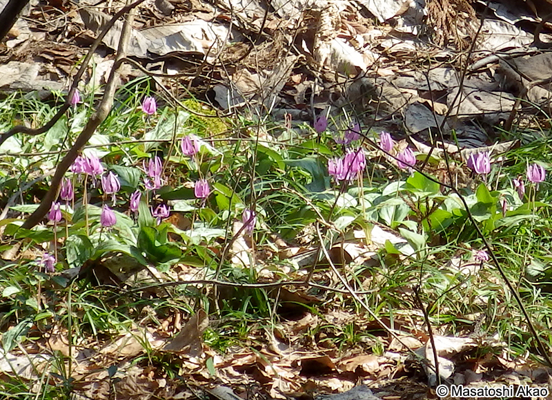 カタクリ Erythronium japonicum
