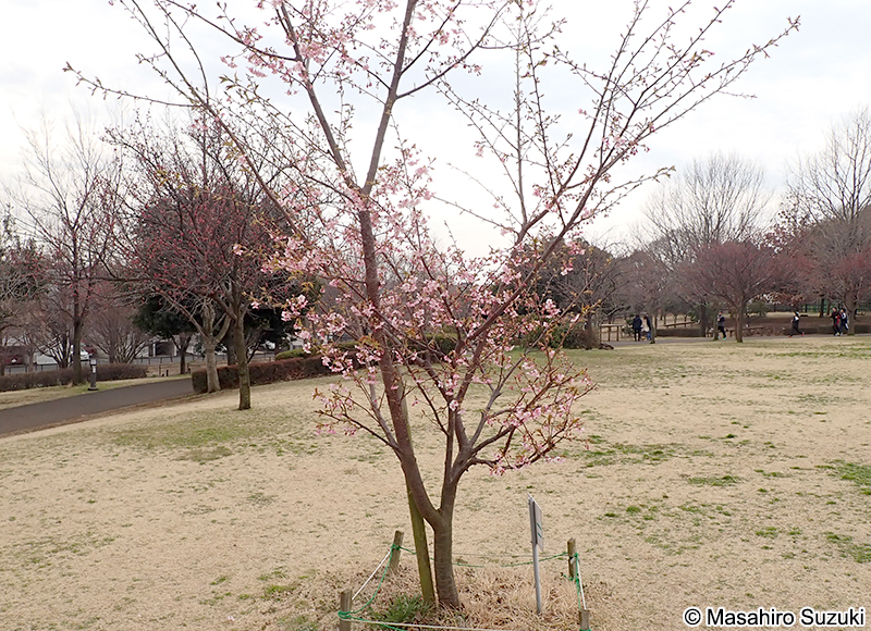 カワヅザクラ（河津桜） Cerasus lannesiana 'Kawazu-zakura'