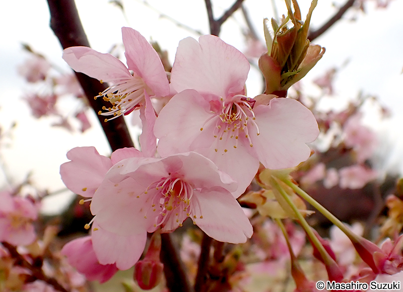 カワヅザクラ（河津桜） Cerasus lannesiana 'Kawazu-zakura'