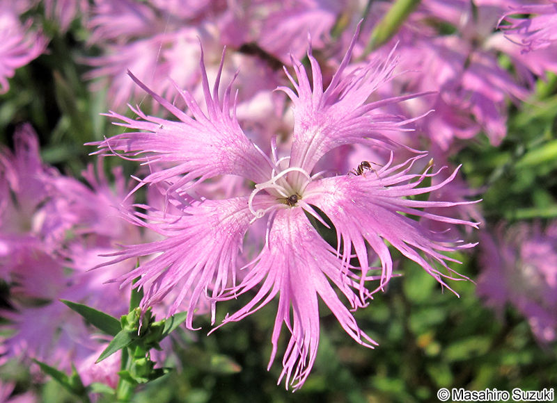 カワラナデシコ Dianthus superbus var. longicalycinus