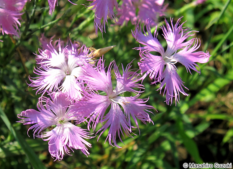 カワラナデシコ Dianthus superbus var. longicalycinus
