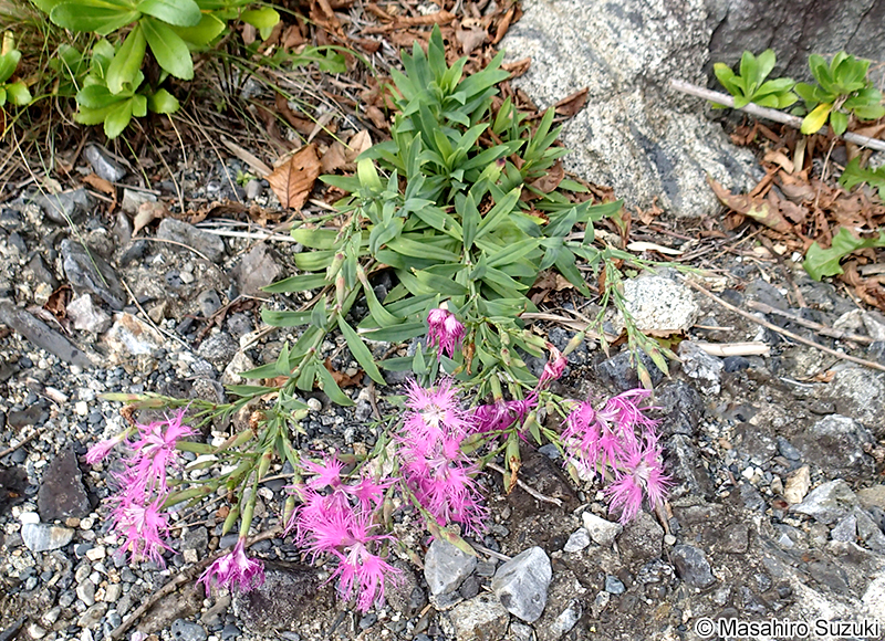 カワラナデシコ Dianthus superbus var. longicalycinus