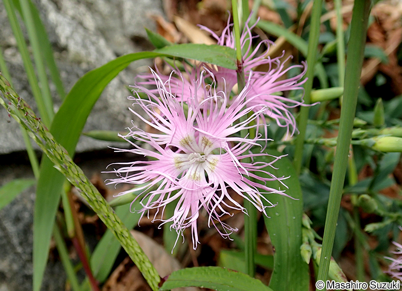 カワラナデシコ Dianthus superbus var. longicalycinus