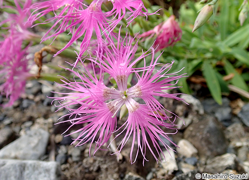 カワラナデシコ Dianthus superbus var. longicalycinus