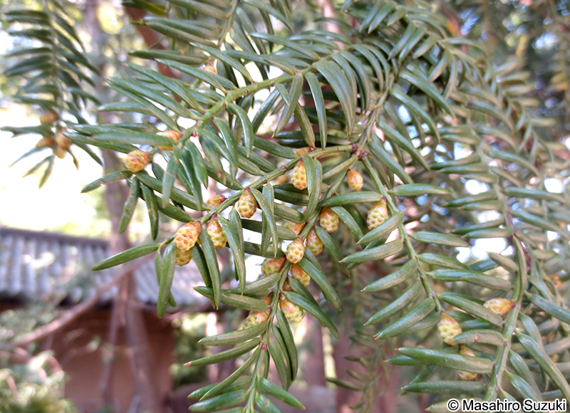 カヤ Torreya nucifera