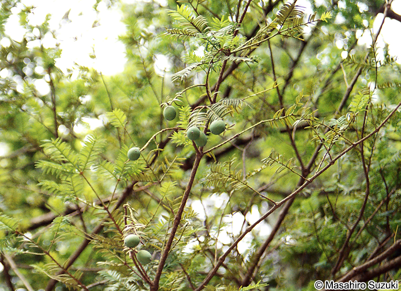 カヤ Torreya nucifera