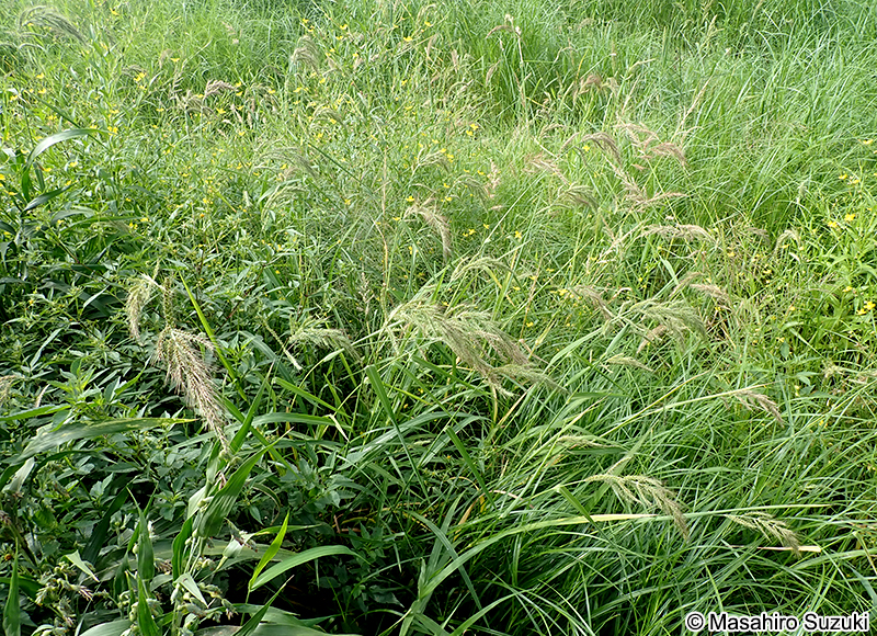 ケイヌビエ Echinochloa crus-galli var. aristata