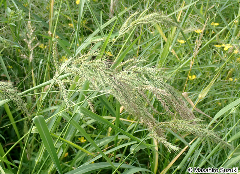 ケイヌビエ Echinochloa crus-galli var. aristata