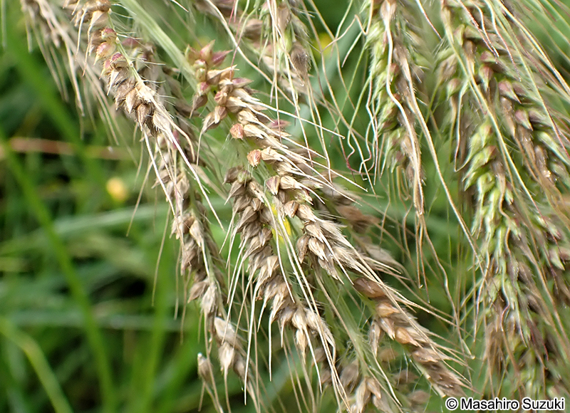 ケイヌビエ Echinochloa crus-galli var. aristata