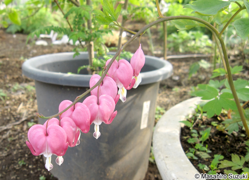 ケマンソウ Lamprocapnos spectabilis