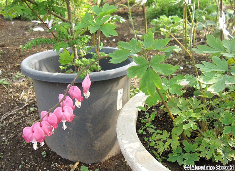 ケマンソウ Lamprocapnos spectabilis