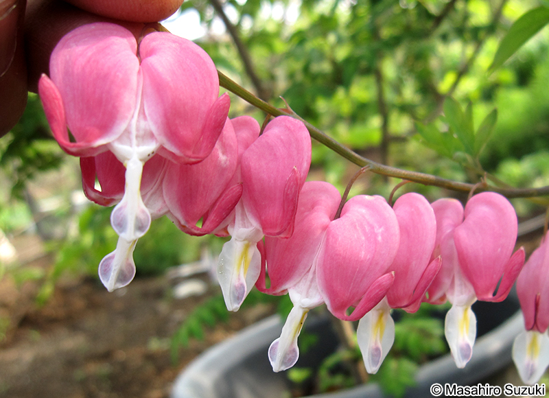 ケマンソウ Lamprocapnos spectabilis