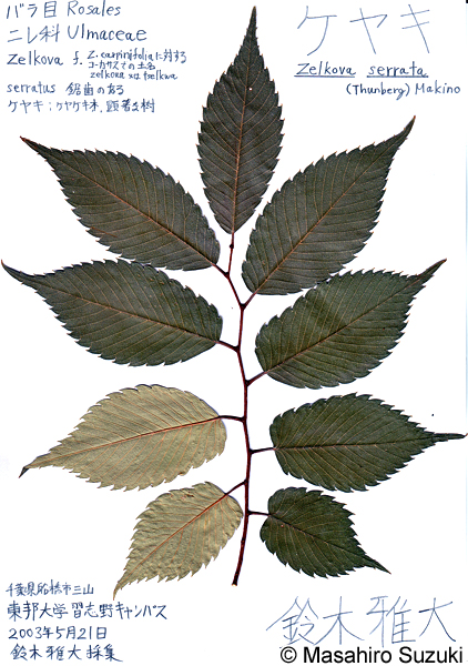 ケヤキの押し葉