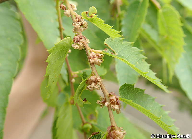 ケヤキ Zelkova serrata