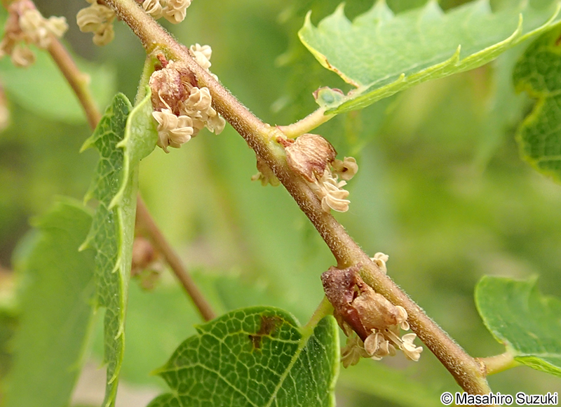 ケヤキ Zelkova serrata