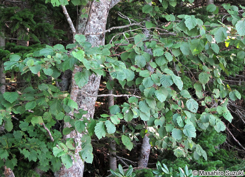 ケヤマハンノキ Alnus hirsuta