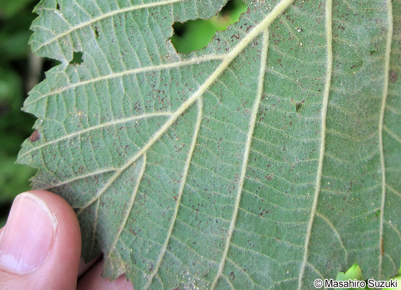 ケヤマハンノキ Alnus hirsuta