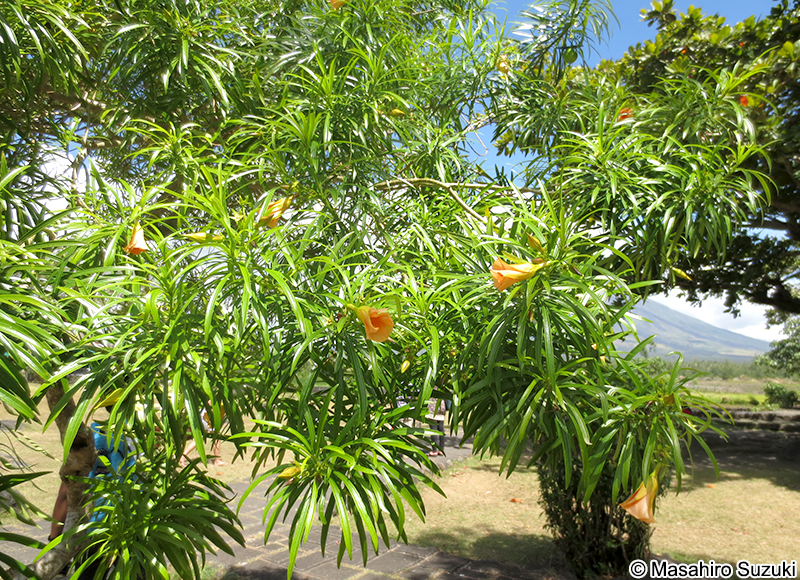 キバナキョウチクトウ Thevetia peruviana