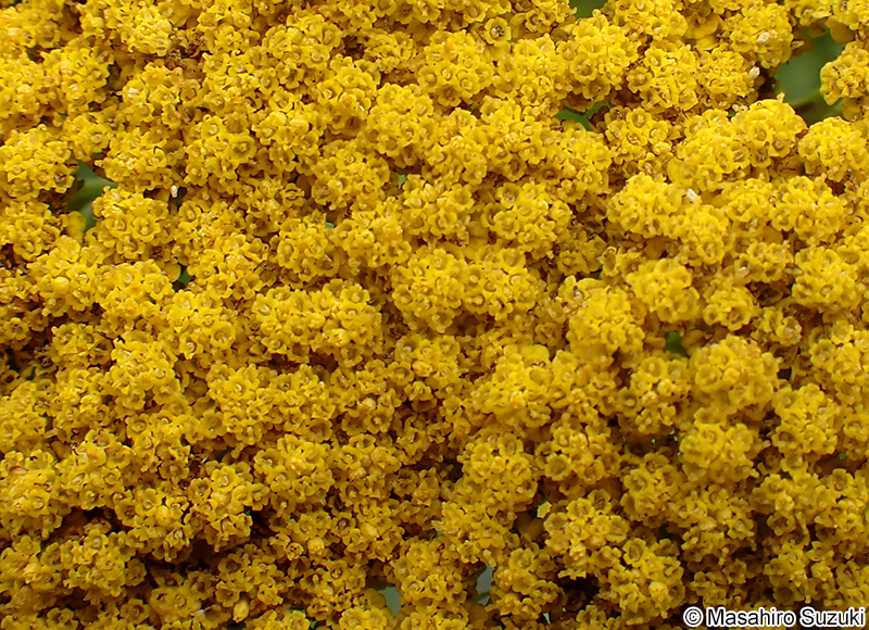 キバナノコギリソウ Achillea filipendulina