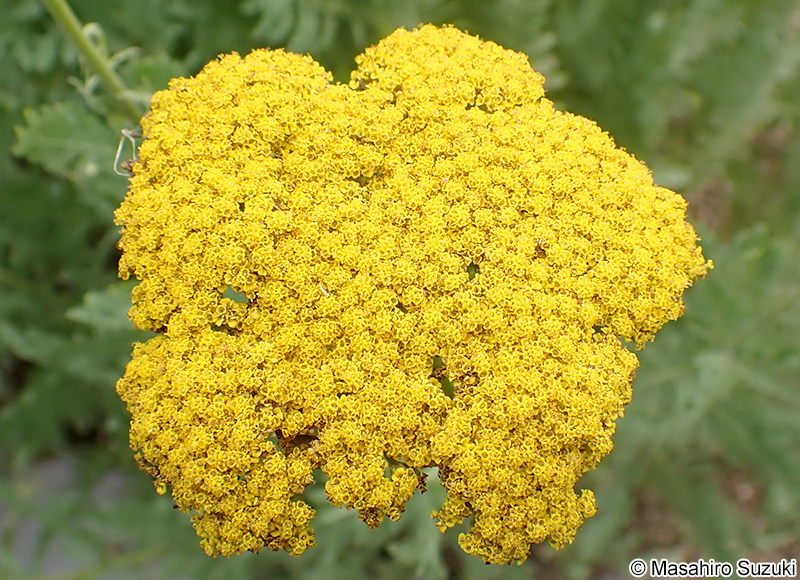 キバナノコギリソウ Achillea filipendulina