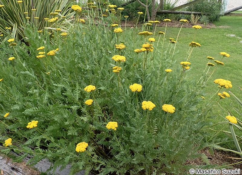 キバナノコギリソウ Achillea filipendulina