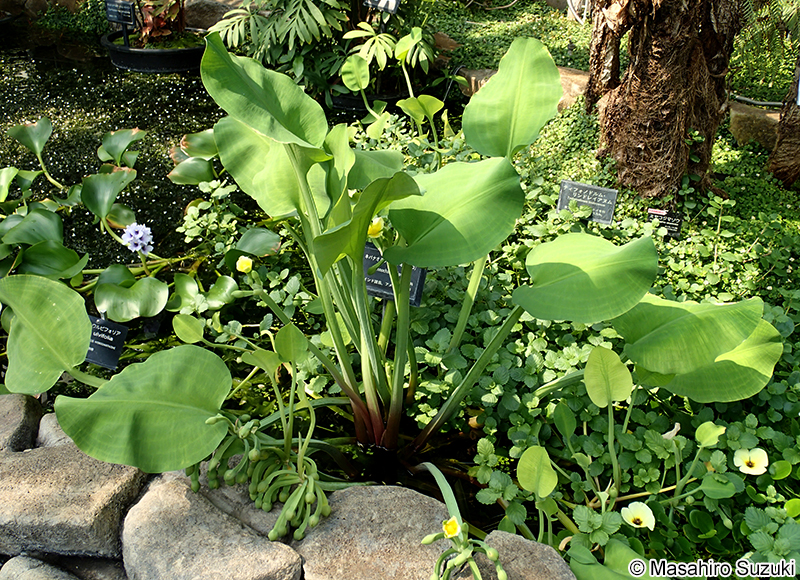 キバナオモダカ Limnocharis flava