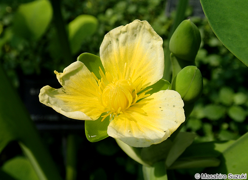 キバナオモダカ Limnocharis flava