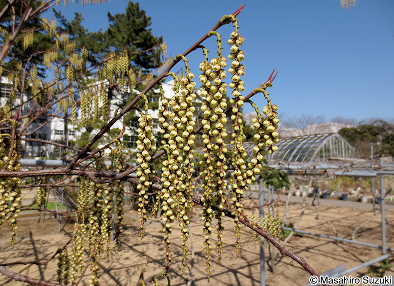 キブシ Stachyurus praecox