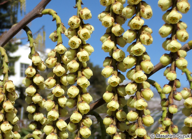 キブシ Stachyurus praecox