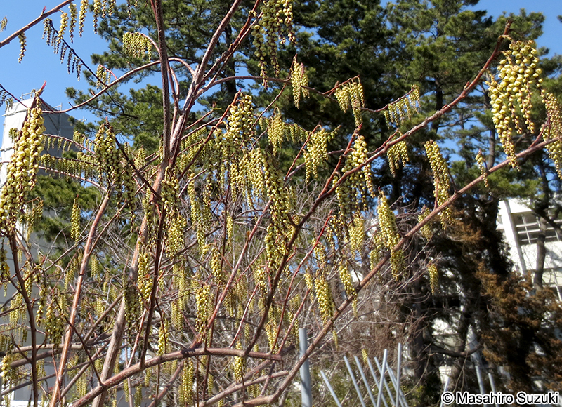 キブシ Stachyurus praecox