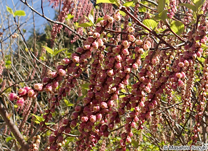 キブシ Stachyurus praecox