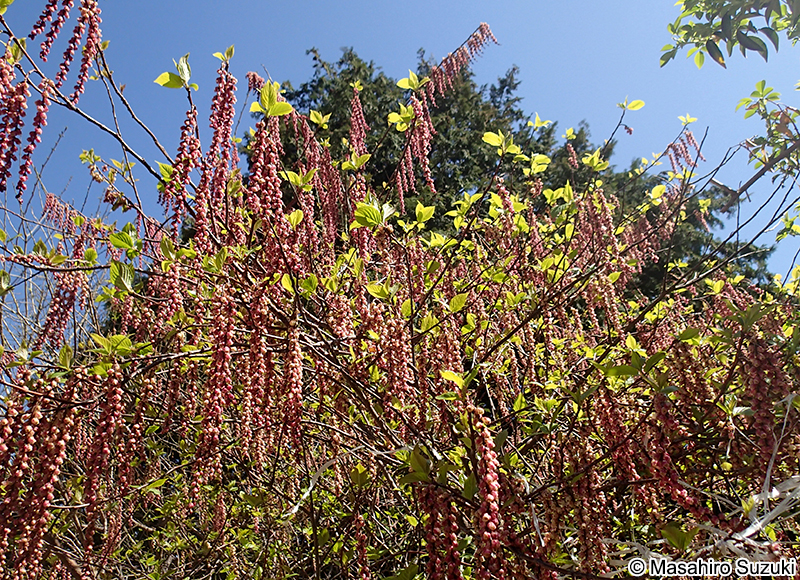 キブシ Stachyurus praecox