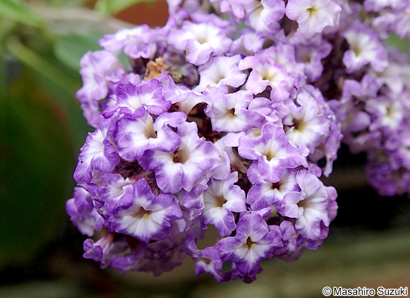 キダチルリソウ Heliotropium arborescens