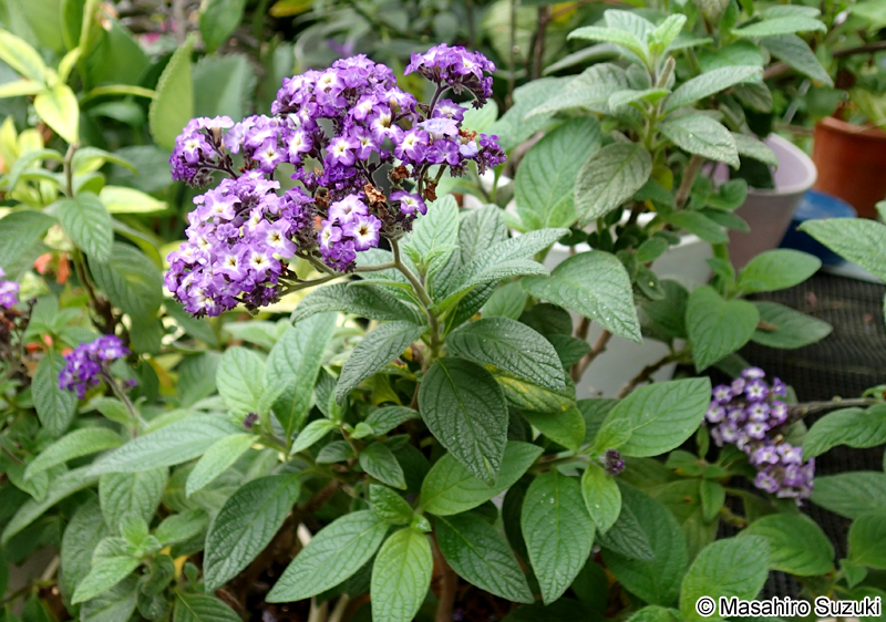 キダチルリソウ Heliotropium arborescens