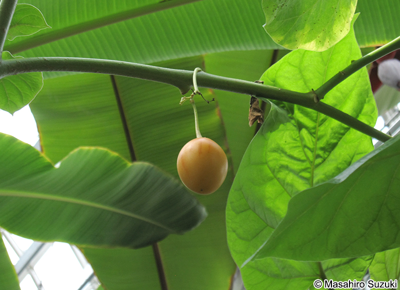 コダチトマト（タマリロ） Solanum betaceum