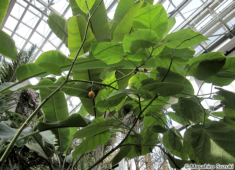コダチトマト（タマリロ） Solanum betaceum