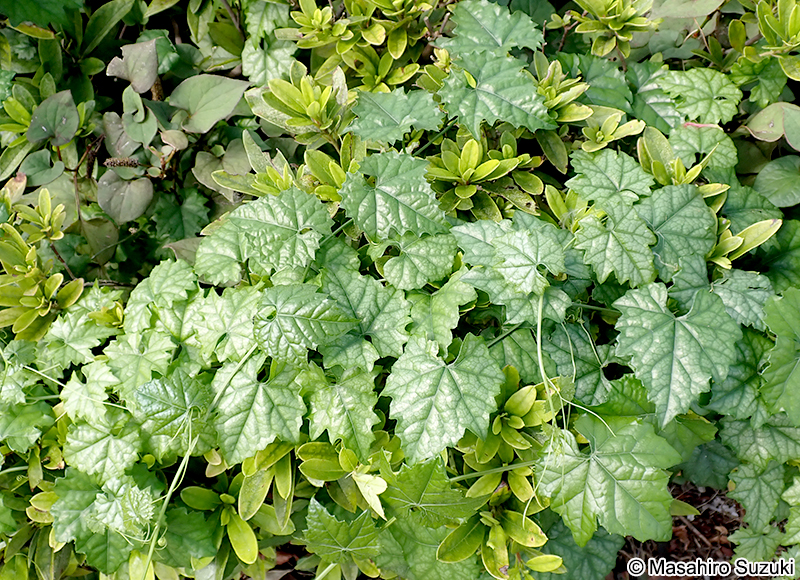 キカラスウリ Trichosanthes kirilowii var. japonica