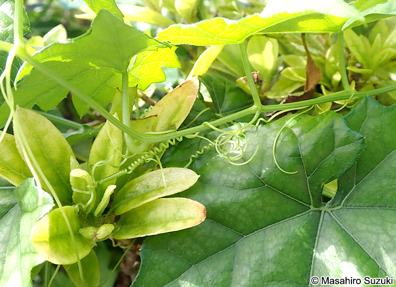 キカラスウリ Trichosanthes kirilowii var. japonica