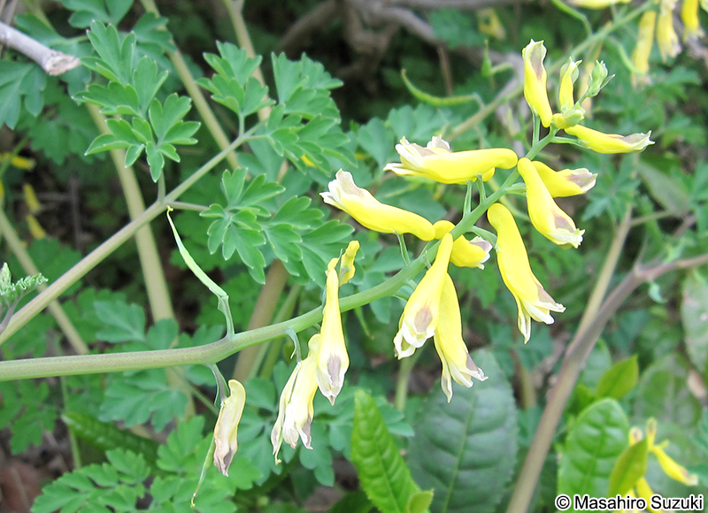 キケマン Corydalis heterocarpa var. japonica