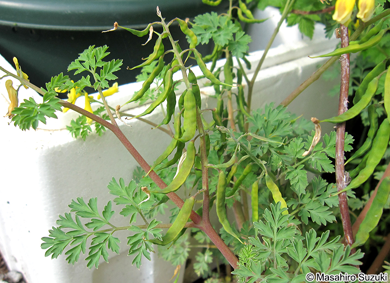 キケマン Corydalis heterocarpa var. japonica