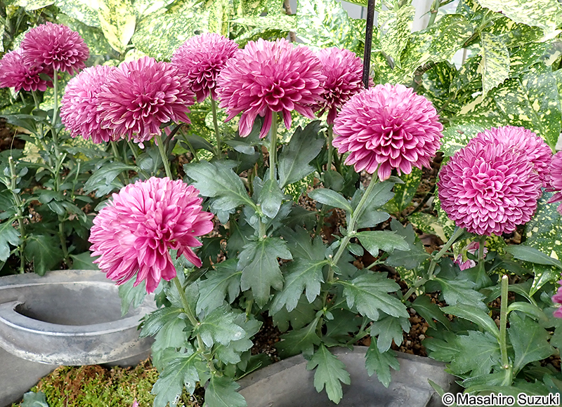 キク Chrysanthemum