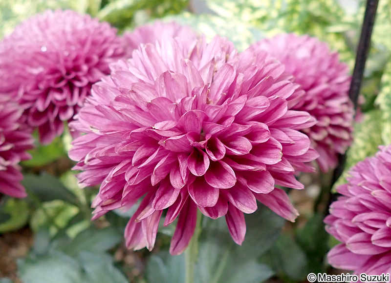 キク Chrysanthemum