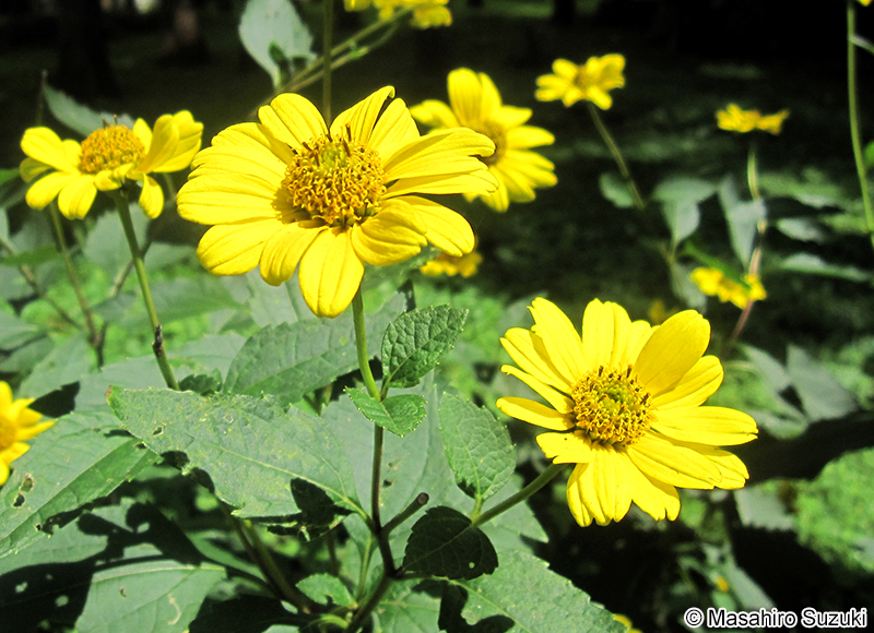 キクイモモドキ Heliopsis helianthoides