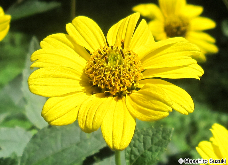 キクイモモドキ Heliopsis helianthoides var. scabra