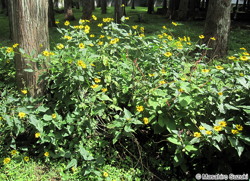 キクイモモドキ Heliopsis helianthoides