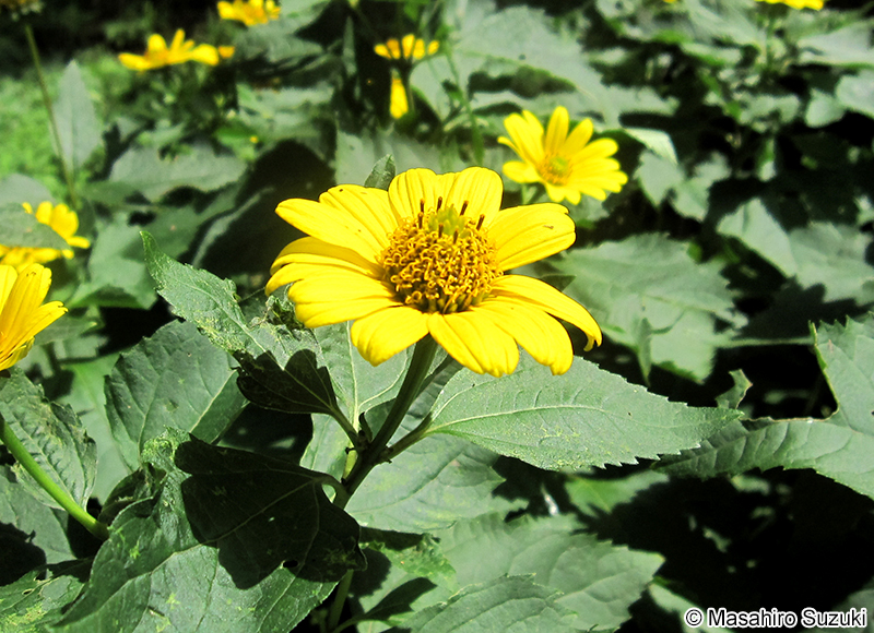 キクイモモドキ Heliopsis helianthoides
