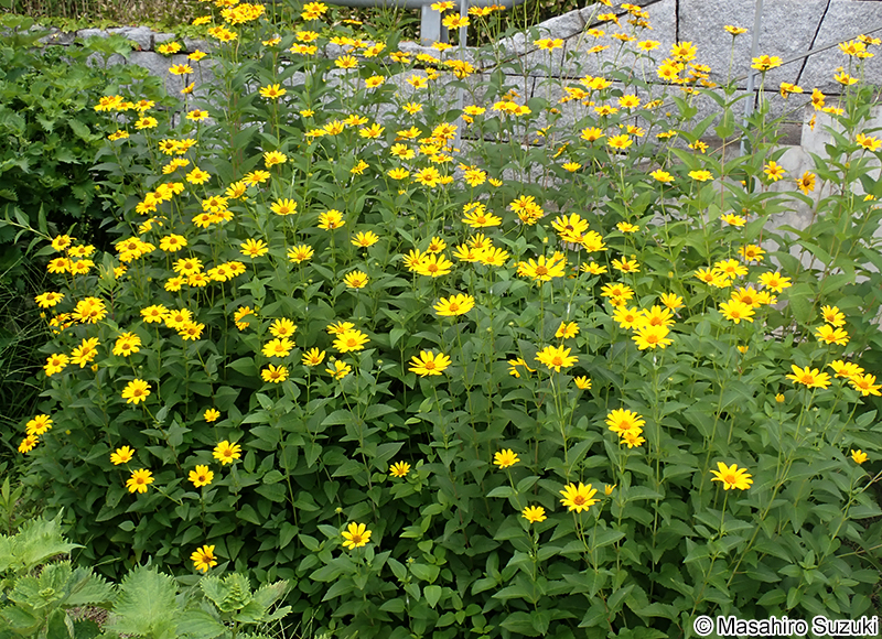 宿根ヒメヒマワリ Heliopsis helianthoides var. scabra